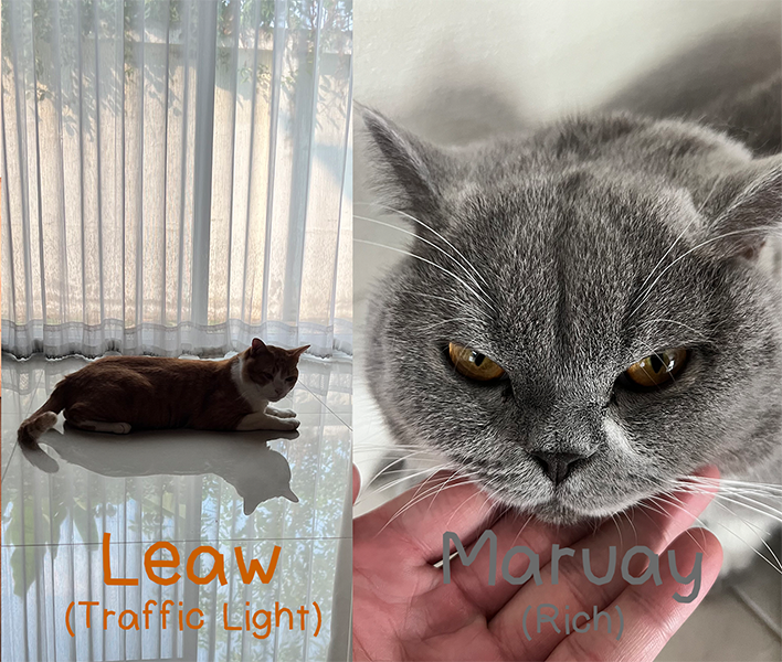 Leaw and Maruay, real cats who inspired the game